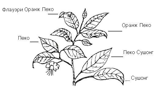 markirovka chaj lipton 706483a - Маркировка чай липтон